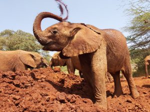Olorien (c) Sheldrick Wildlife Trust