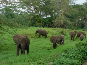 Die Umani-Waisen (c) Sheldrick Wildlife Trust