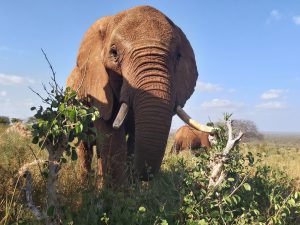 Panda (c) Sheldrick Wildlife Trust