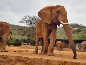Panda in voller Pracht (c) Sheldrick Wildlife Trust