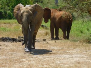 Quanza (c) Sheldrick Wildlife Trust