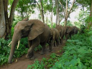 Quanza führt die Herde nach Hause (c) Sheldrick Wildlife Trust