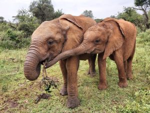 Roho und Kinyei (c) Sheldrick Wildlife Trust