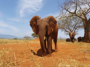 Rorogoi (c) Sheldrick Wildlife Trust