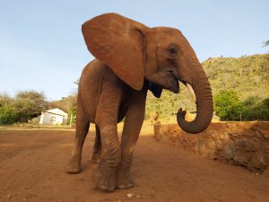 Sagala (c) Sheldrick Wildlife Trust