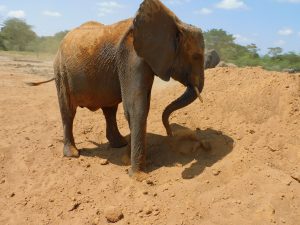 Shukuru (c) Sheldrick Wildlife Trust