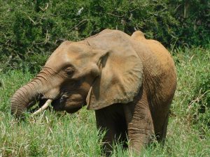 Shukuru (c) Sheldrick Wildlife Trust