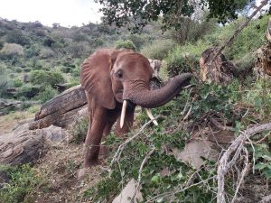 Suswa (c) Sheldrick Wildlife Trust