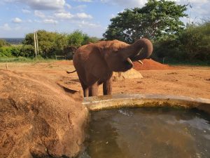 Tamiyoi (c) Sheldrick Wildlife Trust