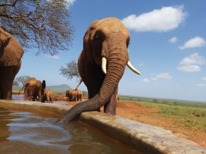 Tundani (c) Sheldrick Wildlife Trust