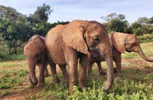 Ziwadi, Kinyei und Kindani (c) Sheldrick Wildlife Trust