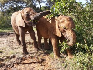 Ziwadi und Olorien (c) Sheldrick Wildlife Trust