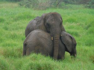 Zongoloni umarmt Enkesha (c) Sheldrick Wildlife Trust