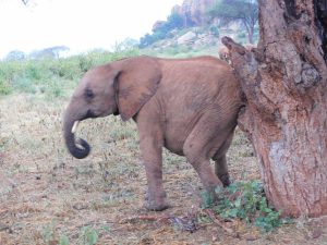 Ambo beim Schubbern (c) Sheldrick Wildlife Trust