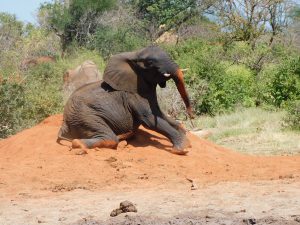 Chaimu (c) Sheldrick Wildlife Trust
