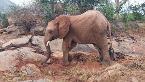Enkikwe (c) Sheldrick Wildlife Trust