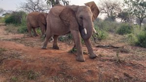 Galla beim Schubbern (c) Sheldrick Wildlife Trust