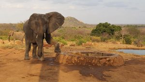 Ithumbah (c) Sheldrick Wildlife Trust