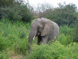 Kamok (c) Sheldrick Wildlife Trust