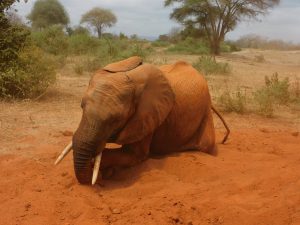 Kauro vertieft ins Spielen (c) Sheldrick Wildlife Trust