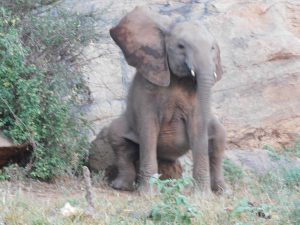 Malima beim genüßlichen Schubbern (c) Sheldrick Wildlife Trust