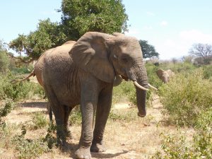Melia (c) Sheldrick Wildlife Trust