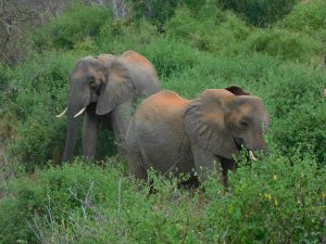 Mulika und Kinna (c) Sheldrick Wildlife Trust