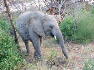 Mundusi (c) Sheldrick Wildlife Trust