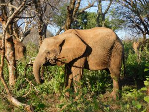 Naseku (c) Sheldrick Wildlife Trust