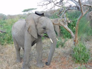 Ndiwa (c) Sheldrick Wildlife Trust