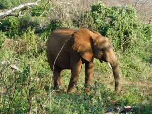 Olsekki (c) Sheldrick Wildlife Trust