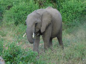Pare (c) Sheldrick Wildlife Trust