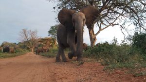 Ambo (c) Sheldrick Wildlife Trust