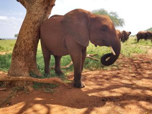 Arruba (c) Sheldrick Wildlife Trust