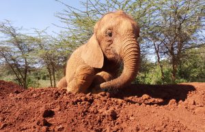 Bondeni (c) Sheldrick Wildlife Trust
