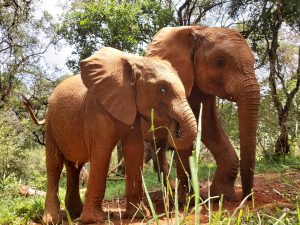 Bondeni und Larro (c) Sheldrick Wildlife Trust