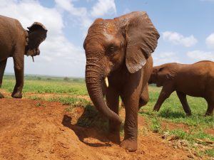 Emoli (c) Sheldrick Wildlife Trust