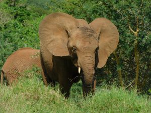 Enkesha (c) Sheldrick Wildlife Trust