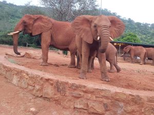 Ex-Waise Edie und ihre beiden (in der Wildnis geborenen) Babys, Eco und Ella) (c) Sheldrick Wildlife Trust