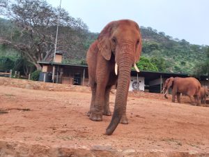 Ex-Waise Mbirikani (c) Sheldrick Wildlife Trust