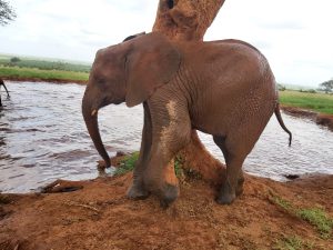 Godoma (c) Sheldrick Wildlife Trust