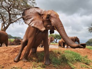 Ishaq-B posiert nach dem Baden (c) Sheldrick Wildlife Trust