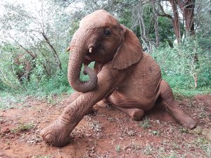Kiasa (c) Sheldrick Wildlife Trust