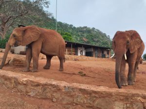 Kihari (links) und Panda (rechts) (c) Sheldrick Wildlife Trust