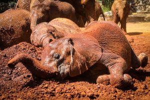 Kindani (c) Sheldrick Wildlife Trust