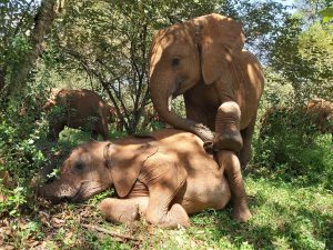 Kinyei und Nabulu (c) Sheldrick Wildlife Trust
