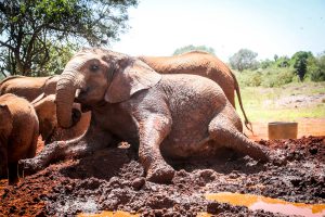 Kiombo (c) Sheldrick Wildlife Trust