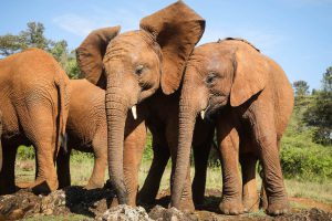Kiombo und Mukkoka (c) Sheldrick Wildlife Trust