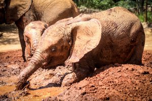 Larro (c) Sheldrick Wildlife Trust