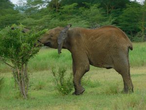 Lima Lima (c) Sheldrick Wildlife Trust